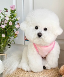 Pet Clothes Anti-Shedding Thin Polyester Hairless Cat & Dog Vest Cool Summer Clothing for Kittens and Dogs